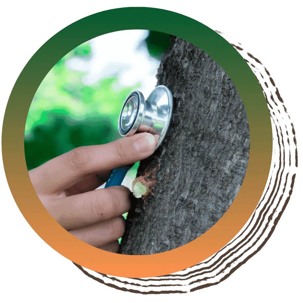 Tree Health Assessment image