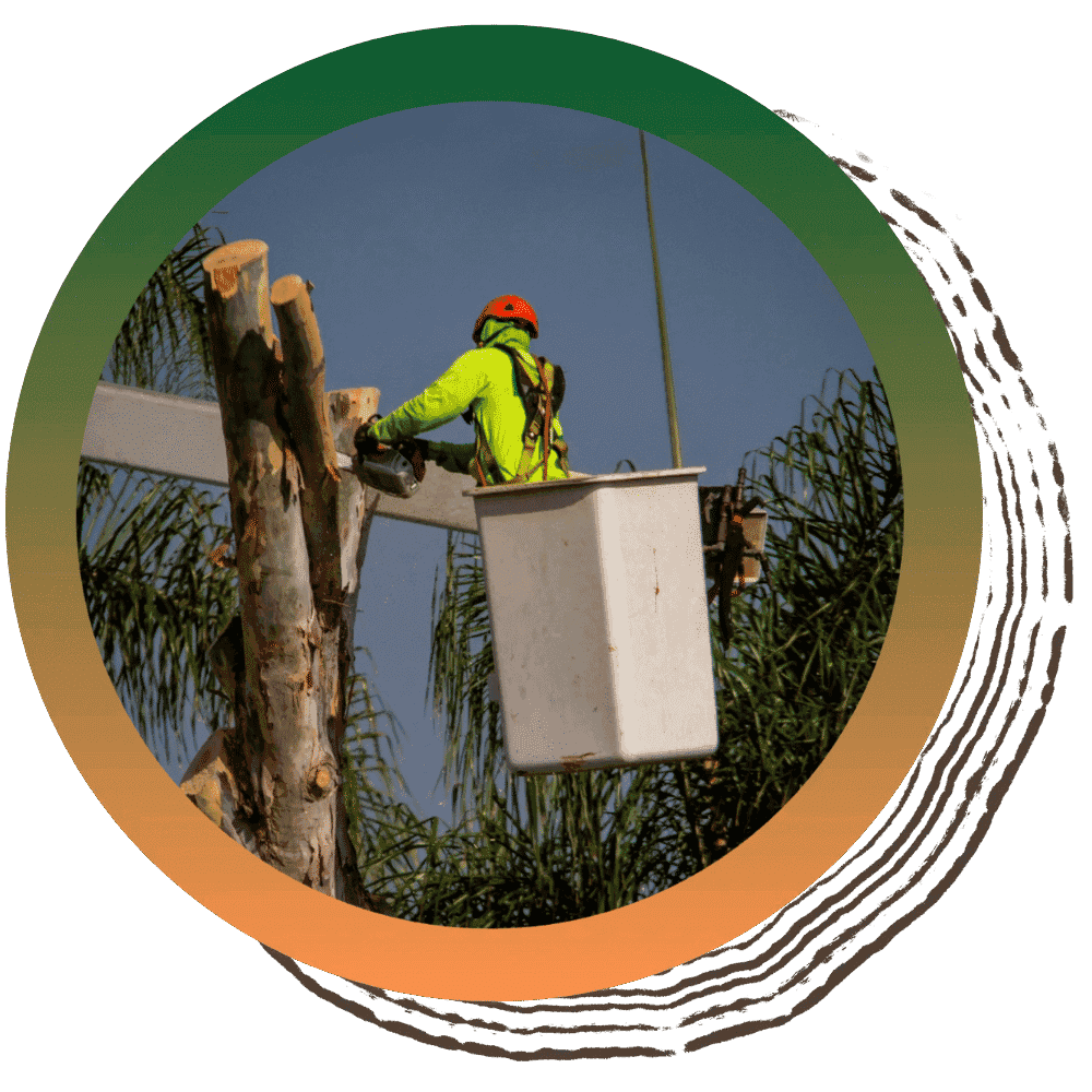 Commercial Clearing & Grubbing image