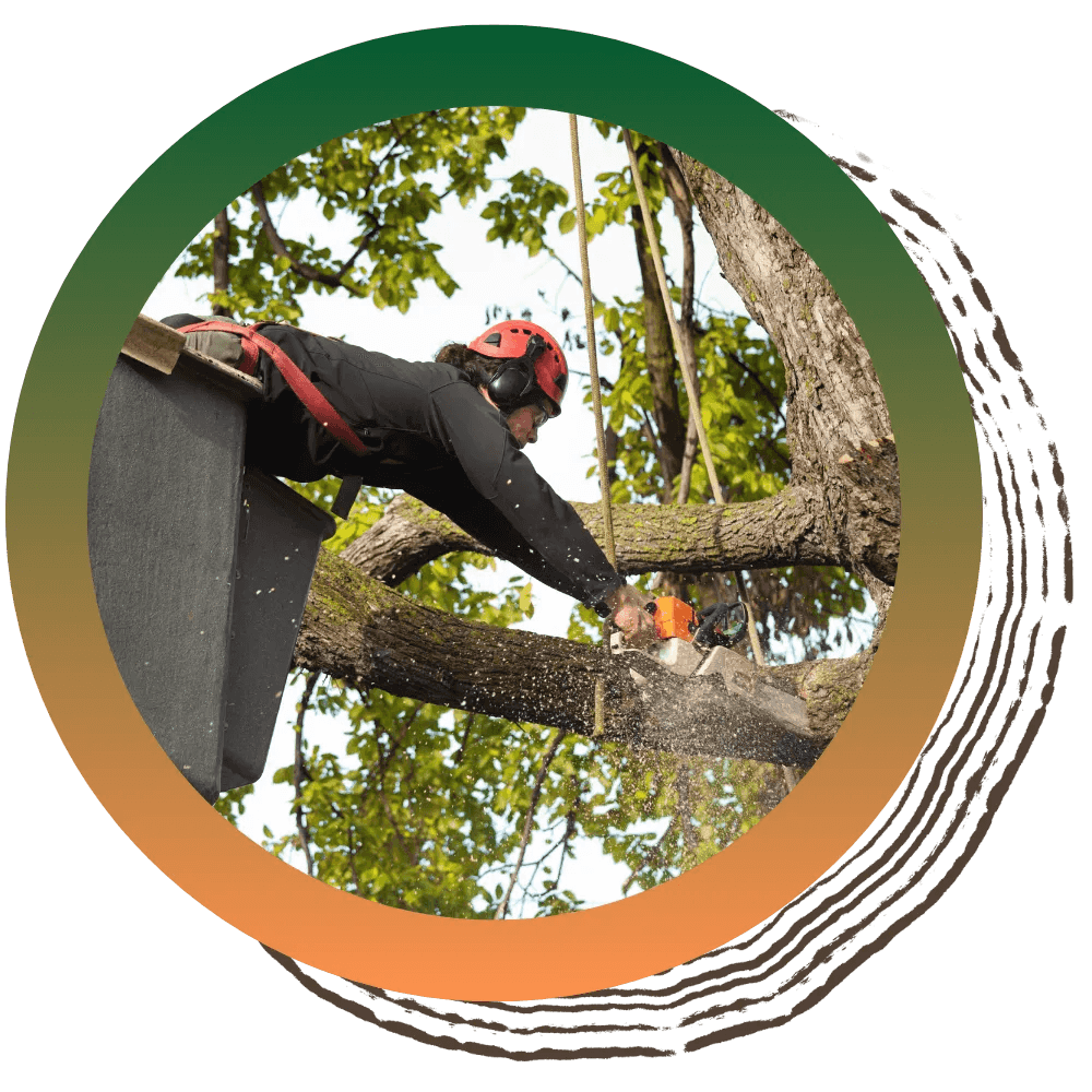 Tree Trimming & Pruning image