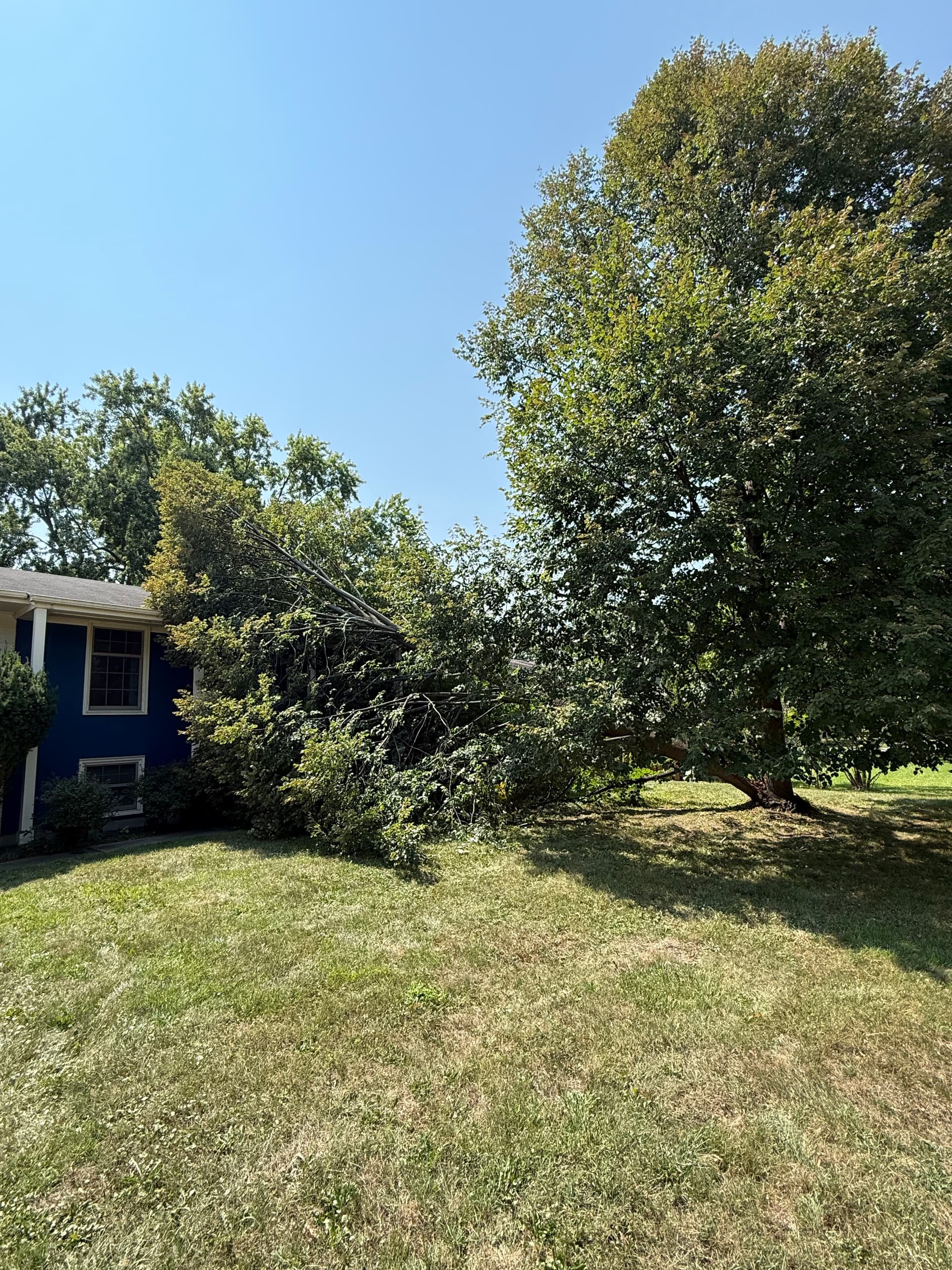 Storm Damage Tree Removal in Roseville Minnesota image