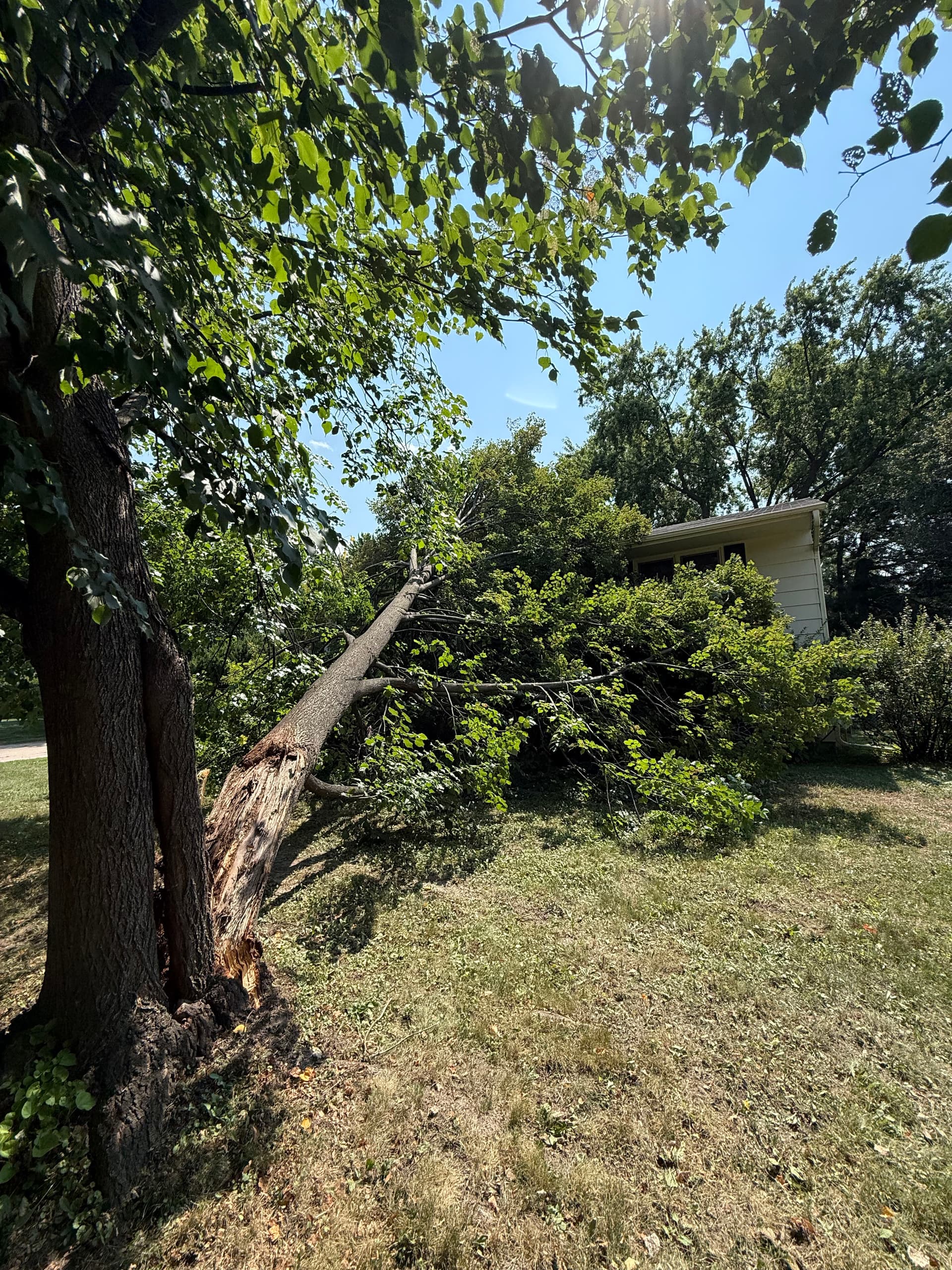 Gallery photos for Storm Damage Tree Removal in Roseville Minnesota: Image #1