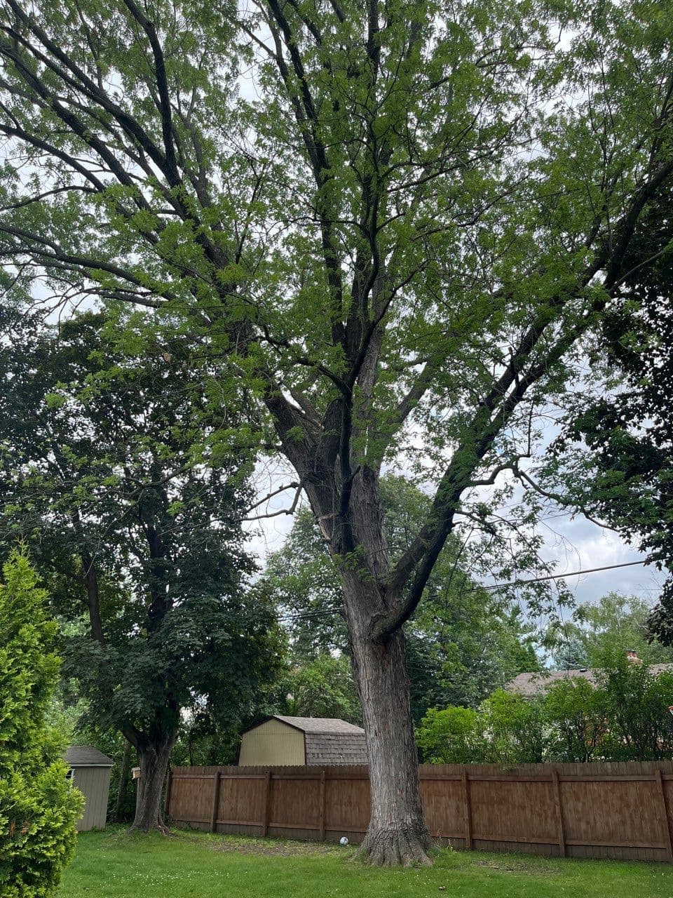 Project Silver Maple Crane Removal in a Tight Plymouth Backyard image