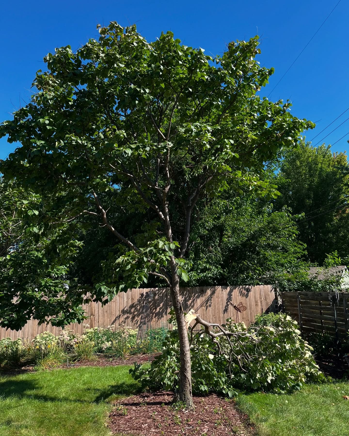 Healthy green tree with lush foliage in a sunny backyard, showcasing a fallen branch.