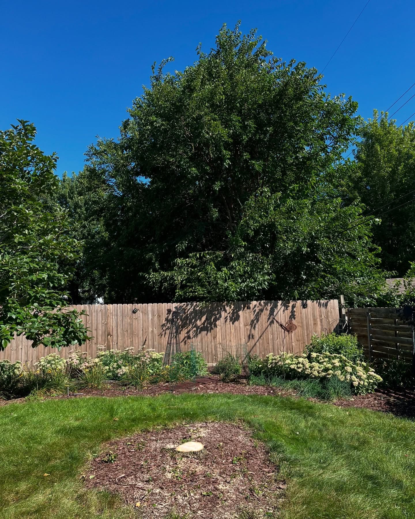 Lush backyard with green grass, garden plants, and a tall tree against a clear blue sky.