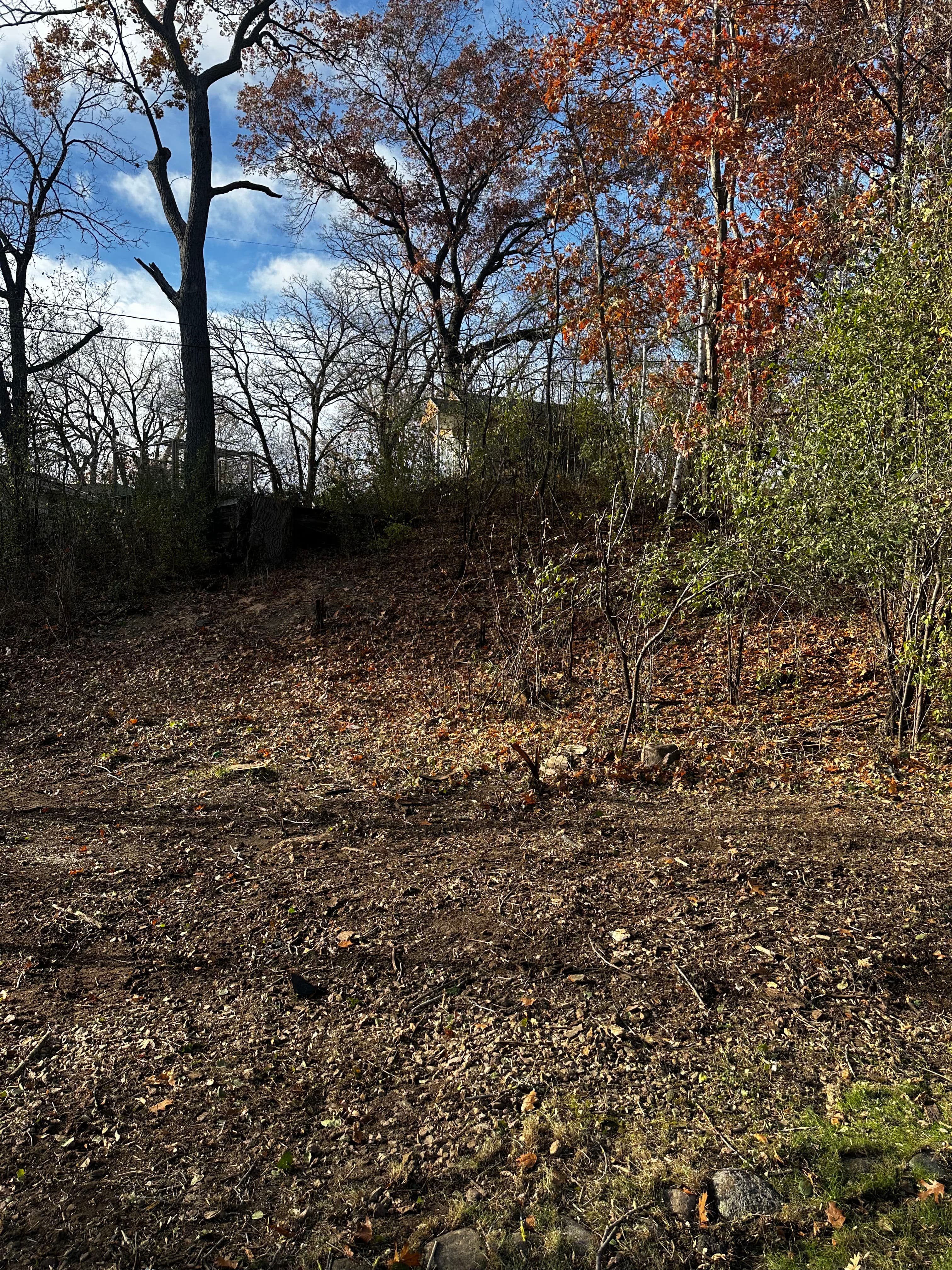 Autumn landscape featuring bare trees and fallen leaves on a sunlit forest hill.