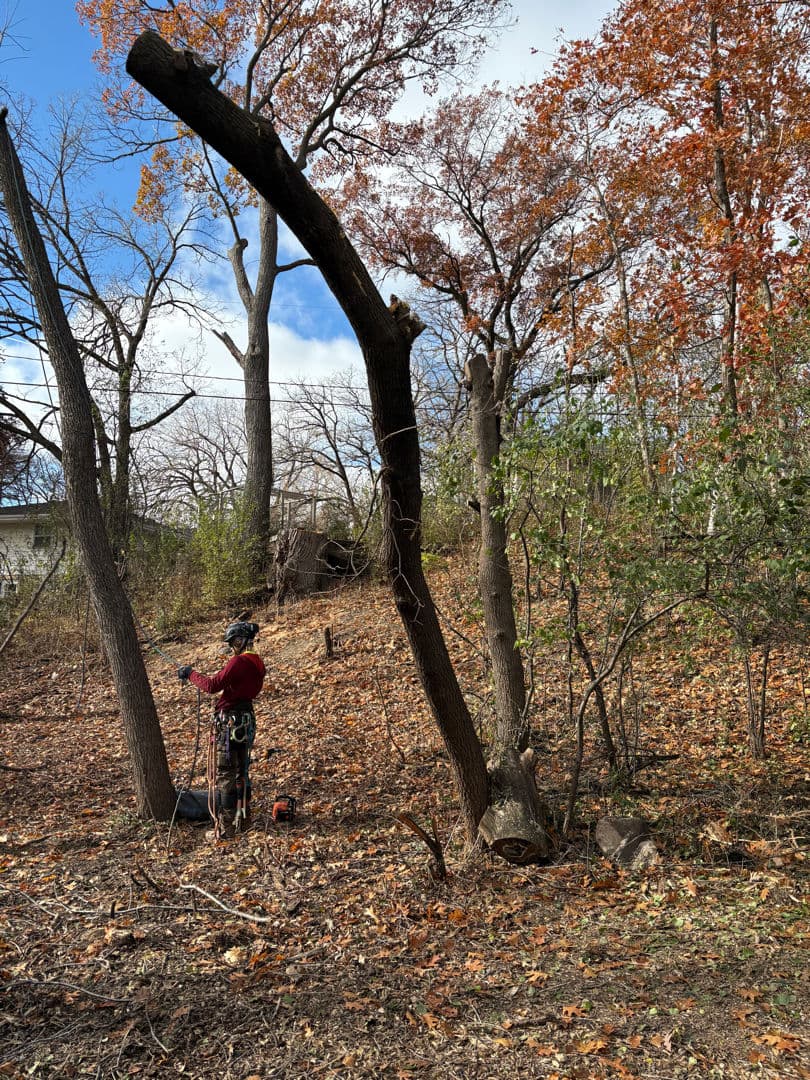 Tree removal expert pruning an upright tree in an autumn landscape with colorful foliage.
